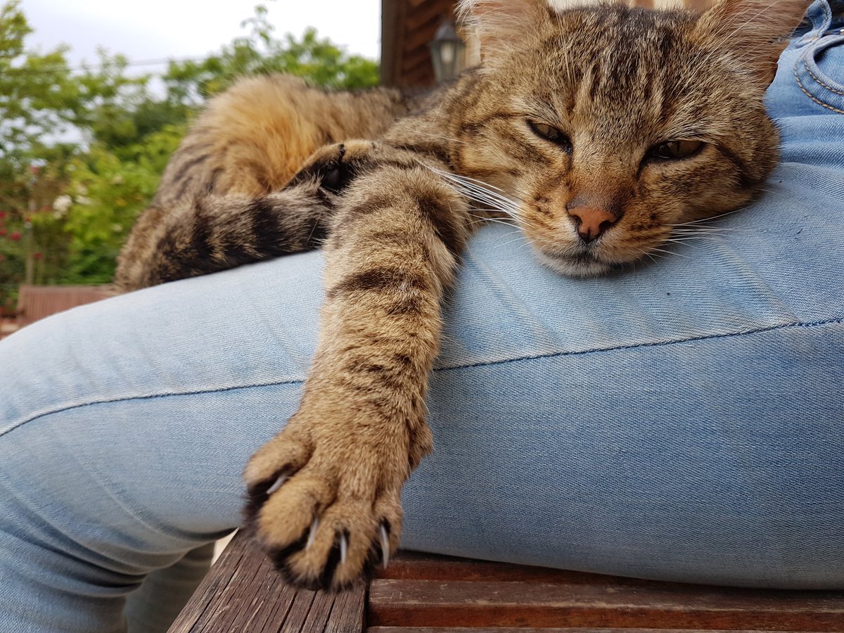 Adorably Animals tweet media