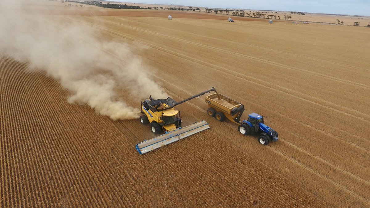 GrantPontifex's tweet image. YP wheat harvest #seedterminator #stripper