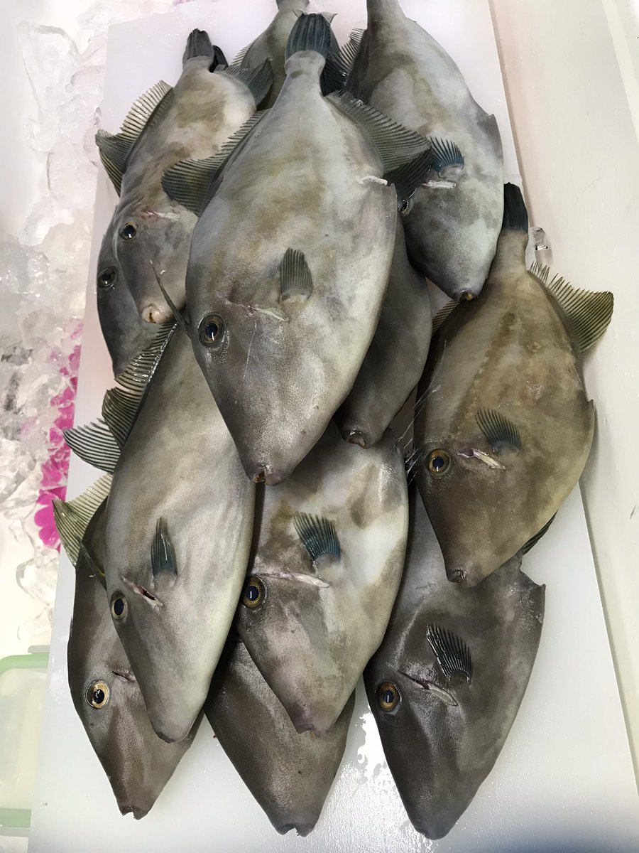 H ウマズラ Etiketa Sto Twitter