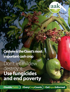 Cashew is the Coast’s most important cash crop employing 60,000 smallholders.Yet cashew powdery mildew disease is causing crop losses of 70%-100% causing poverty. Regular use of fungicides increases yields by over 70%. See:  Oidium anacardii (cashew powdery mildew)
#DoubleYields