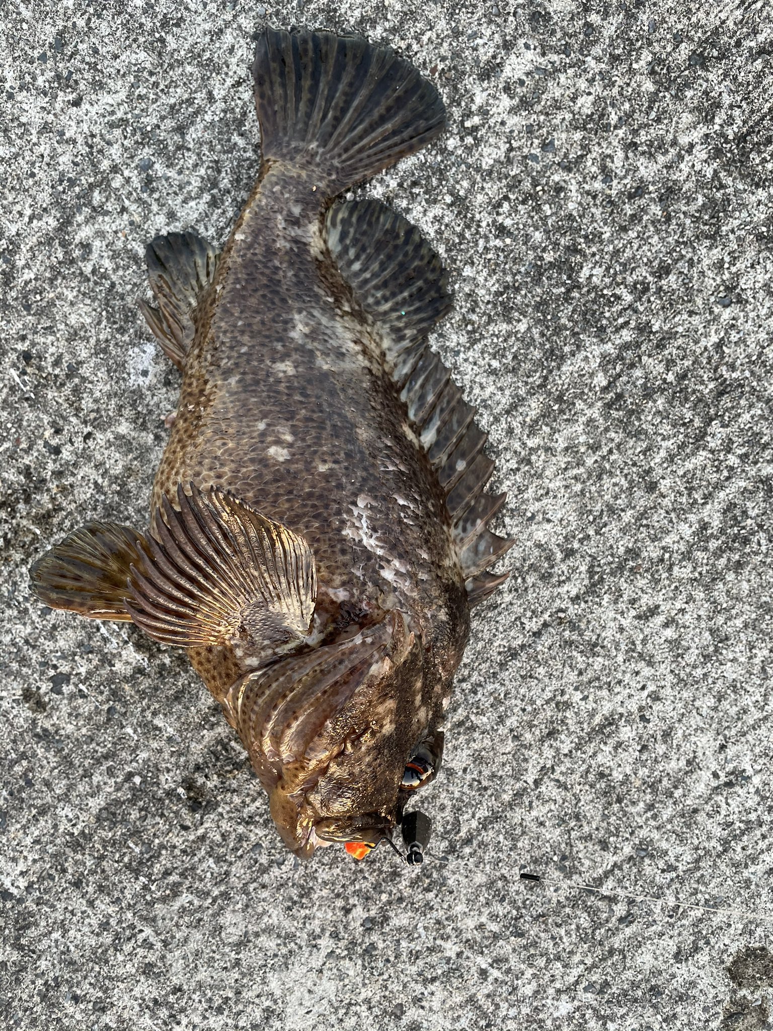 はや 釣り レオパ ニシアフ垢 ムラソイ とカレイ 今日はシーバス留守でした笑笑 釣り 小名浜港 T Co Bjrfejknki Twitter