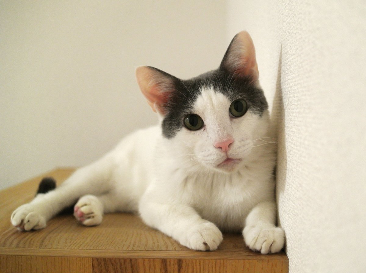 Hanzoは漢字で書くと半蔵　半は『午前二時半』の半