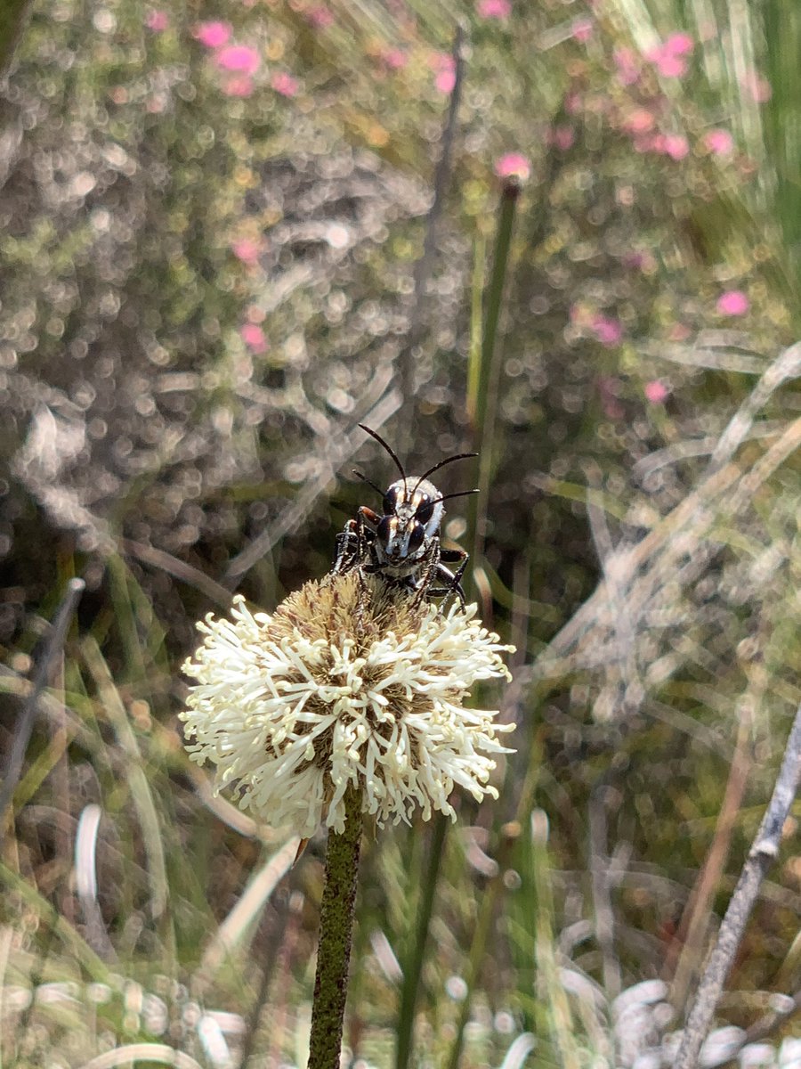 BeeBabette's tweet photo. Sphex cf. cognatus continuing their species 😏 @thatwaspguy
#makingbabies #sphex #wasps #sexytime #dasypogon #hymenoptera https://t.co/JsCJfEsoY3