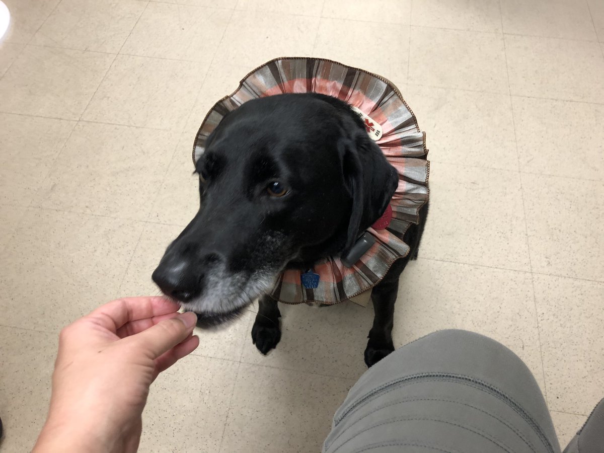 In another lull I fed Siri the therapy dog another treat. There’s just 1 security officer here, then Siri came in w/another. She walks around, sniffs people hello, calms down ppl at shelter who are upset/need comfort. We don’t need overpolicing, smart therapeutic dogs get results