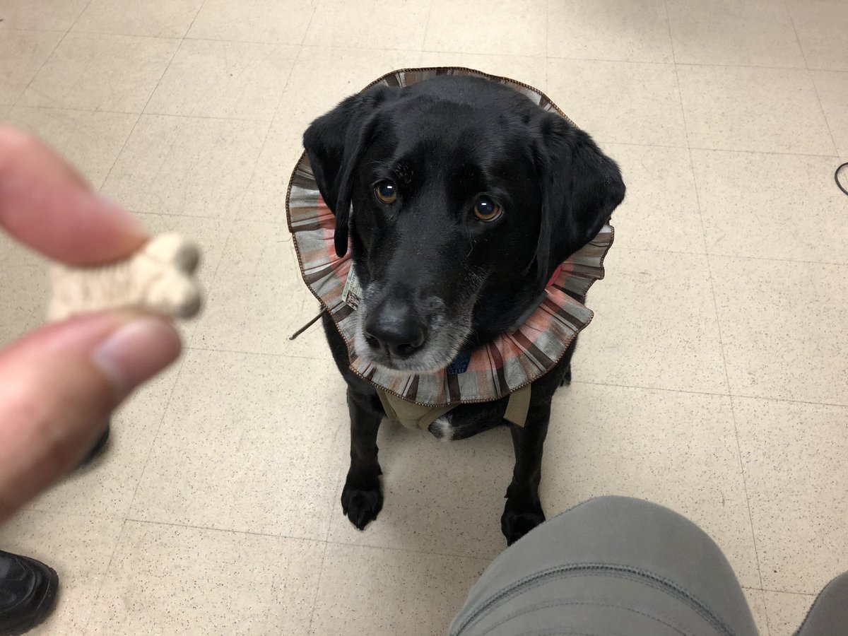 In another lull I fed Siri the therapy dog another treat. There’s just 1 security officer here, then Siri came in w/another. She walks around, sniffs people hello, calms down ppl at shelter who are upset/need comfort. We don’t need overpolicing, smart therapeutic dogs get results