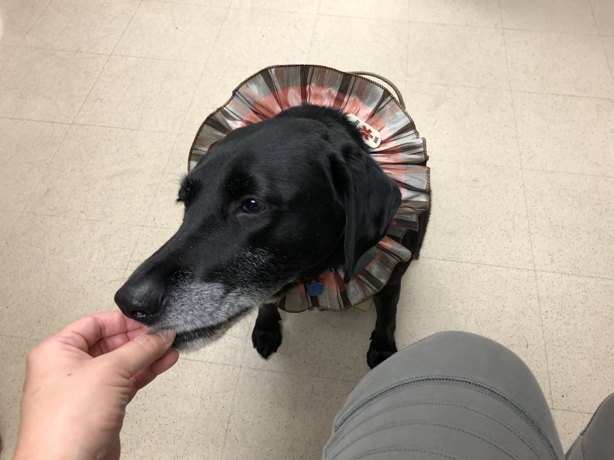In another lull I fed Siri the therapy dog another treat. There’s just 1 security officer here, then Siri came in w/another. She walks around, sniffs people hello, calms down ppl at shelter who are upset/need comfort. We don’t need overpolicing, smart therapeutic dogs get results