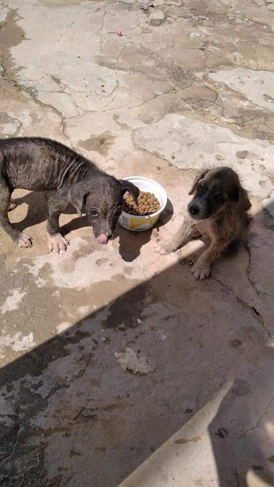 hopeanimalbaq's tweet photo. Abre el #hilo para leer como fue el #rescate de este par de perritas abandonadas en las calles de #Barranquilla.
Estaban a la deriva, a su #mamá la #atropellaron y cruelmente la tiraron a un #arroyo, quedaron este par deambulando por todo lado.
@ColectivoSoacha @ErikaEsprituAn1 https://t.co/Pm2IbfcVMn
