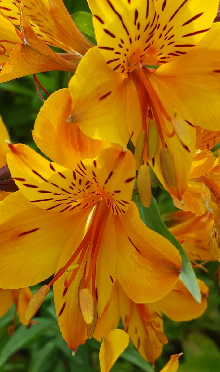 GabyLynch9's tweet photo. #Alstromerias #Flowers 😊 Happy Sunday my tweeties and good morning to you all in the north there. Here's a bit of Kiwi gold to start your day 💛🌞 https://t.co/dYjDjjnnhg