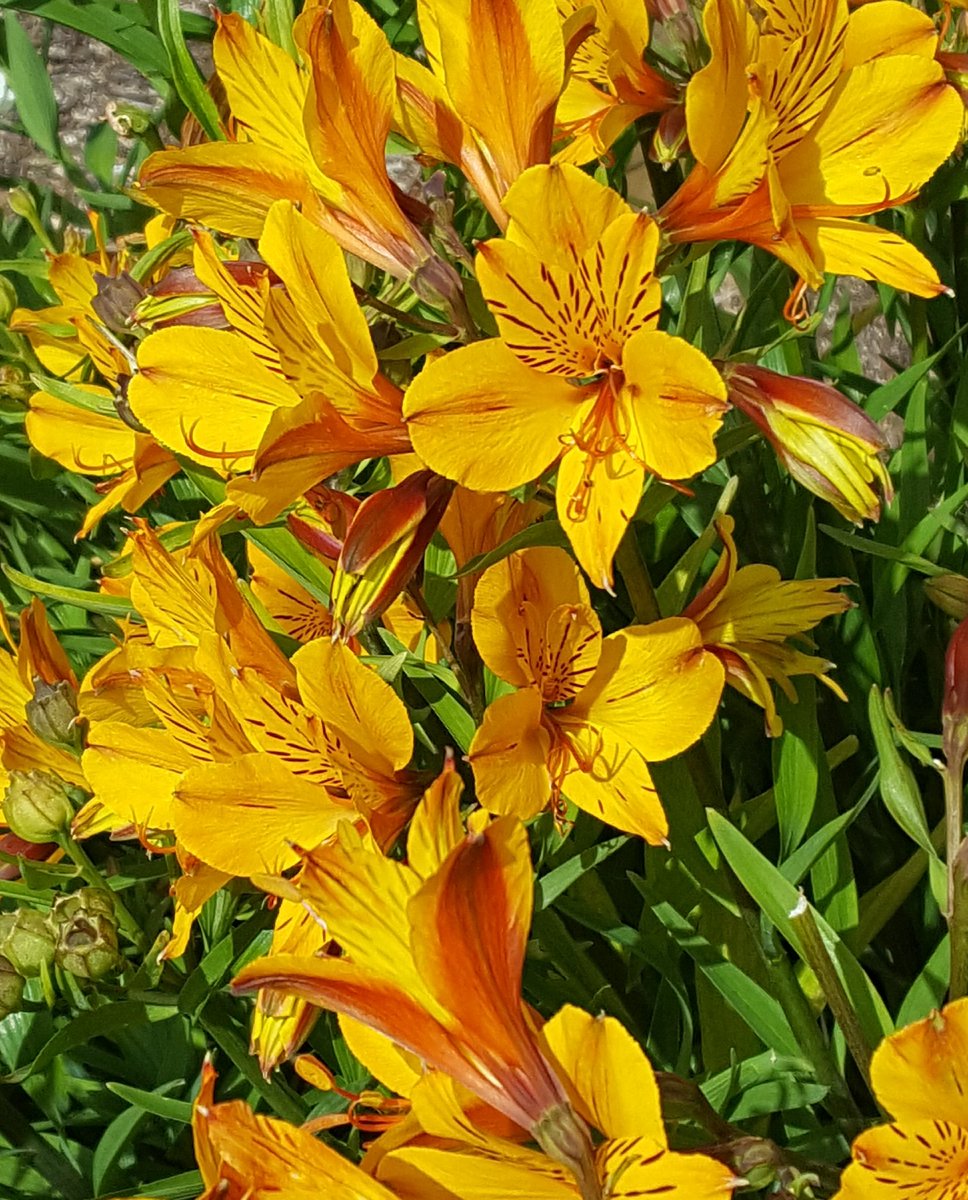 GabyLynch9's tweet photo. #Alstromerias #Flowers 😊 Happy Sunday my tweeties and good morning to you all in the north there. Here's a bit of Kiwi gold to start your day 💛🌞 https://t.co/dYjDjjnnhg