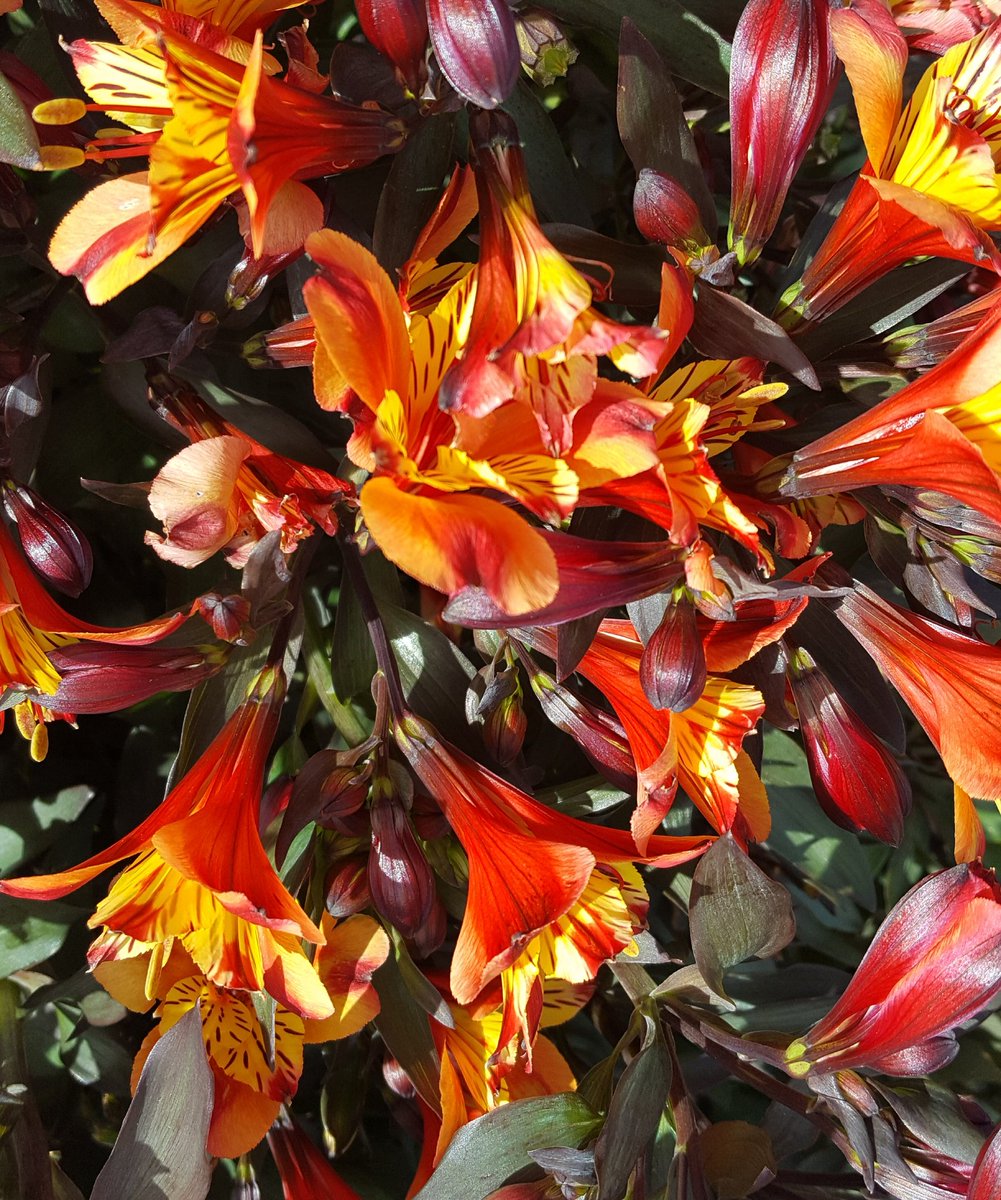 GabyLynch9's tweet photo. #Alstromerias #Flowers 😊 Happy Sunday my tweeties and good morning to you all in the north there. Here's a bit of Kiwi gold to start your day 💛🌞 https://t.co/dYjDjjnnhg