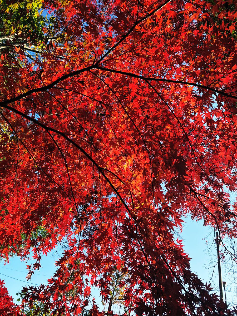 オーリー🇺🇸群馬ノマド釣りバカ日報 tweet media