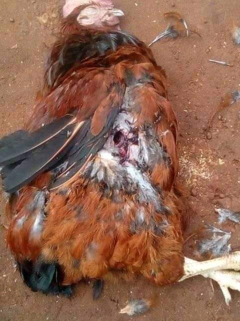 It's really not joking thing even 🐦 are cleared with out mercy my your soul my cock I was ready to eat u Xmas but now your dead@#$
