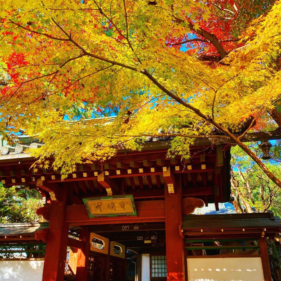 本土寺の紅葉の21年見頃やライトアップは 混雑やアクセスや駐車場は そらいろ 日本が魅せる多彩な表情