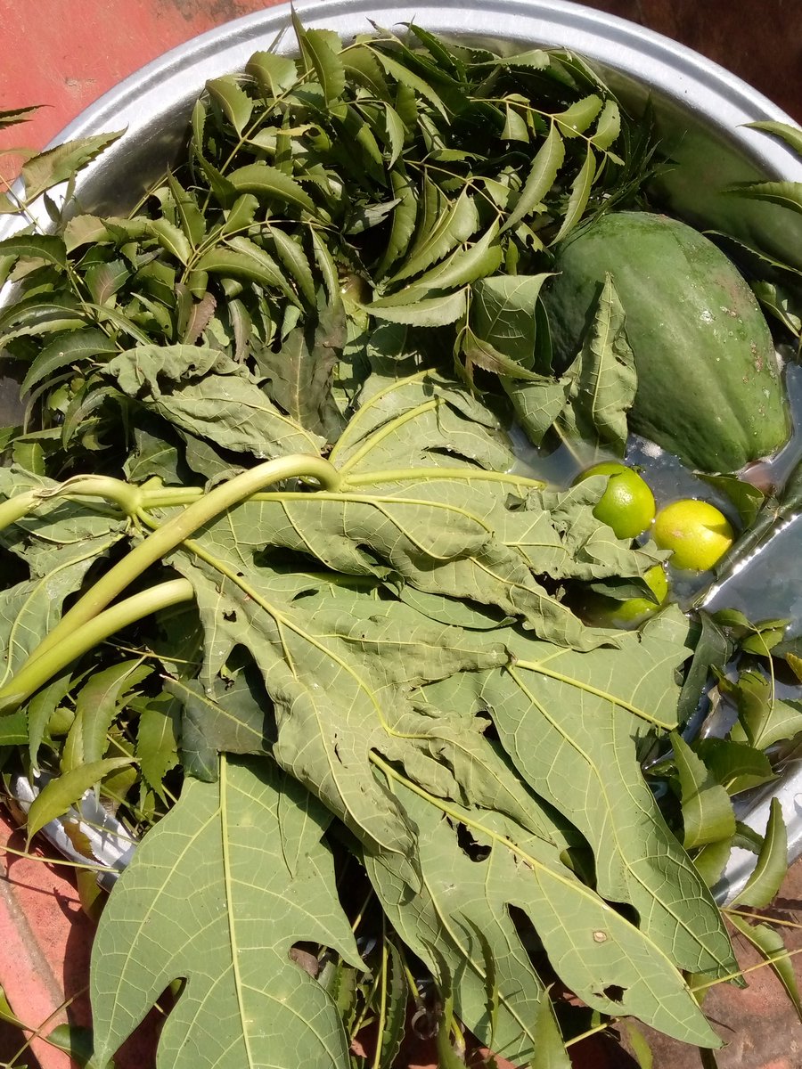 Nuba ogwu igbo makana omaka.