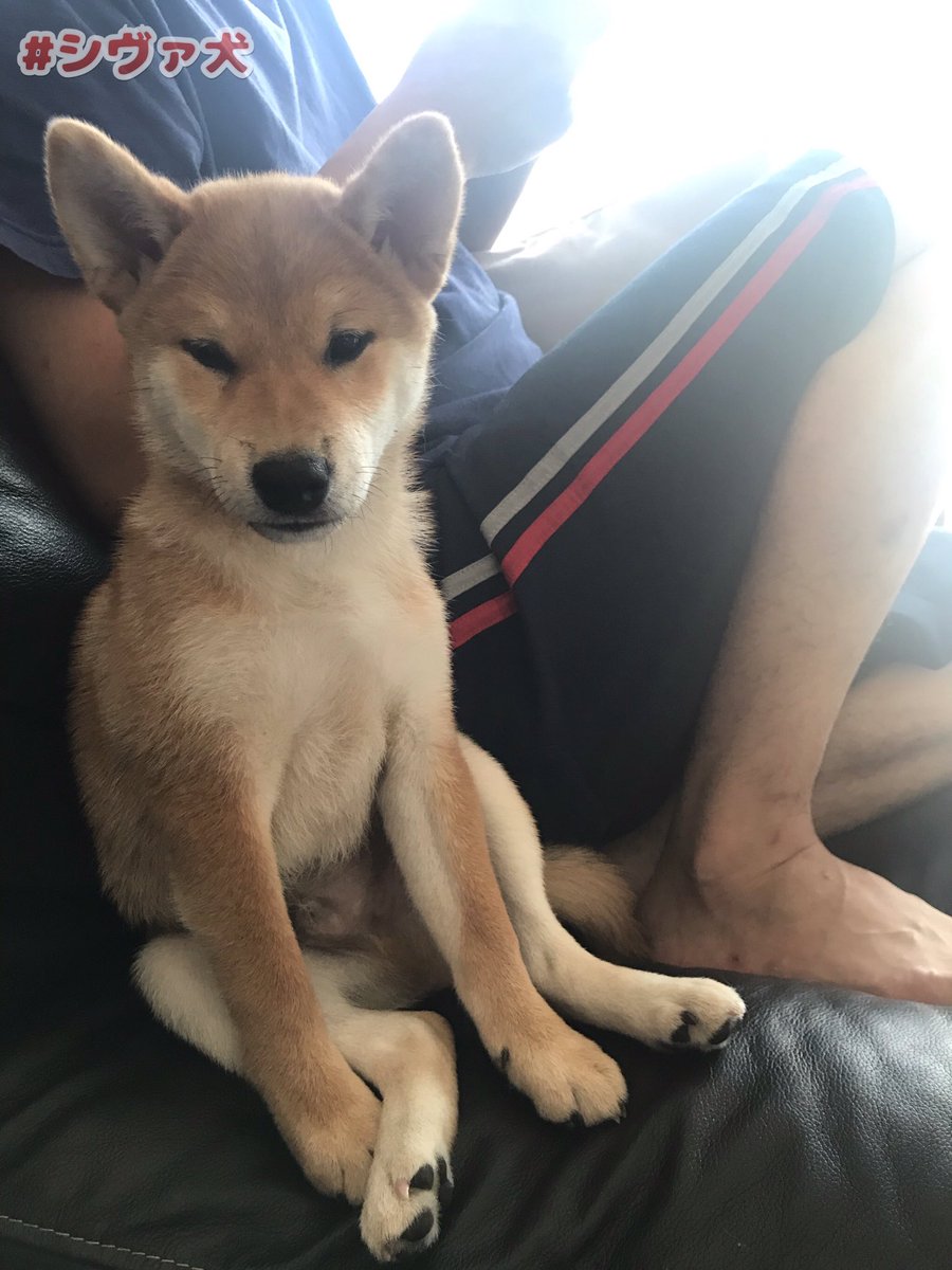 シヴァ犬こむぎっす 寝起きはおっさん 5分後天使 こむぎ シヴァ犬 柴犬 Shibainu 天使 犬のいる生活
