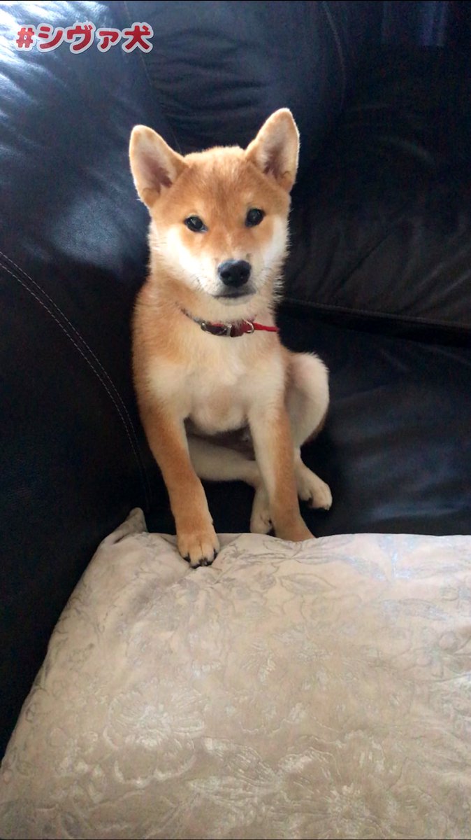 シヴァ犬こむぎっす 寝起きはおっさん 5分後天使 こむぎ シヴァ犬 柴犬 Shibainu 天使 犬のいる生活