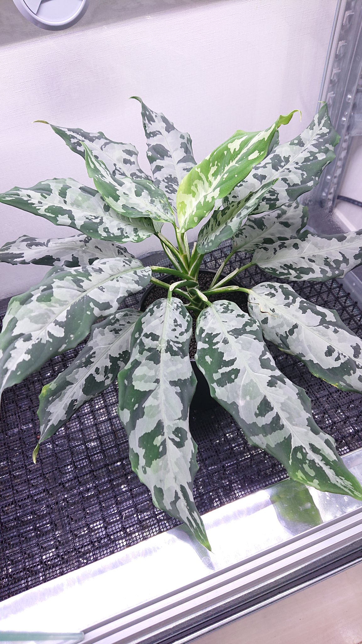 Koken в X: „Aglaonema pictum AP Aceh sumatera 【LA1016-03j Koken в X: „Aglaonema pictum AP Aceh sumatera 【LA1016-03j