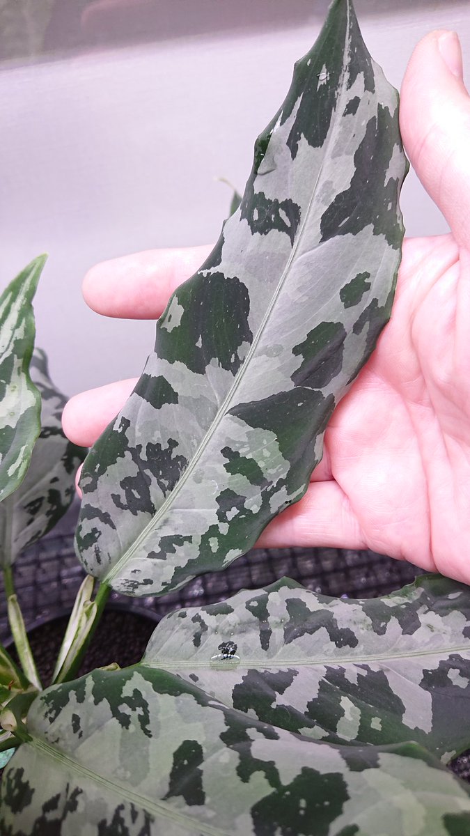 アグラオネマ LA1016-03j 【公式通販】