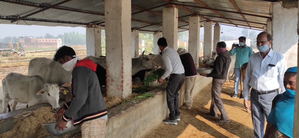 dmsid1's tweet photo. गौपाष्टमी के अवसर पर @dmsid1 श्री दीपक मीणा द्वारा विकास खंड जोगिया में गौशाला में गौवंश को हरा चारा व केला खिलाया ��या @CMOfficeUP @UPGovt @InfoDeptUP https://t.co/kVCRPJqj4W