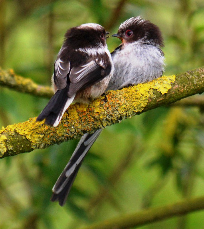 Good morning everyone, I often wonder what these two are saying, #LongTailedTits are such lovely little birds #nature #wildlife #birds