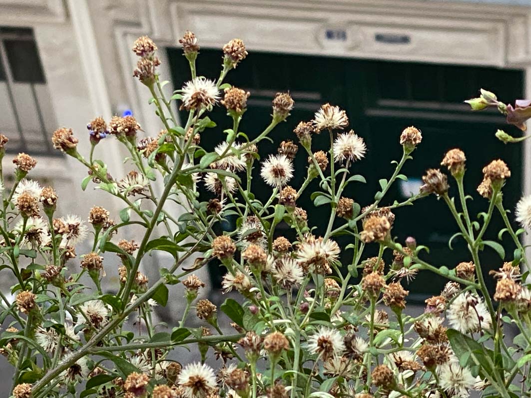 alaindelavie's tweet photo. Graines d’aster à profusion #balcon #balcon2020 #automne #automne2020
https://t.co/fUHkXgBD4q https://t.co/MFhw8u5X6R