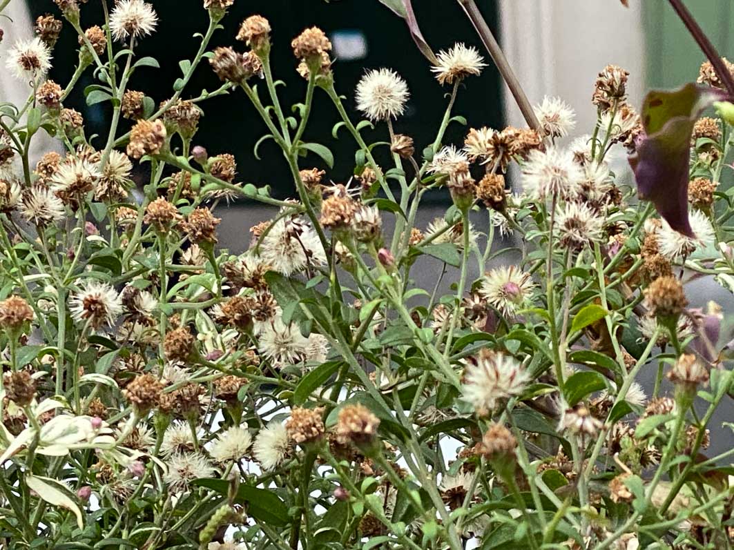 alaindelavie's tweet photo. Graines d’aster à profusion #balcon #balcon2020 #automne #automne2020
https://t.co/fUHkXgBD4q https://t.co/MFhw8u5X6R