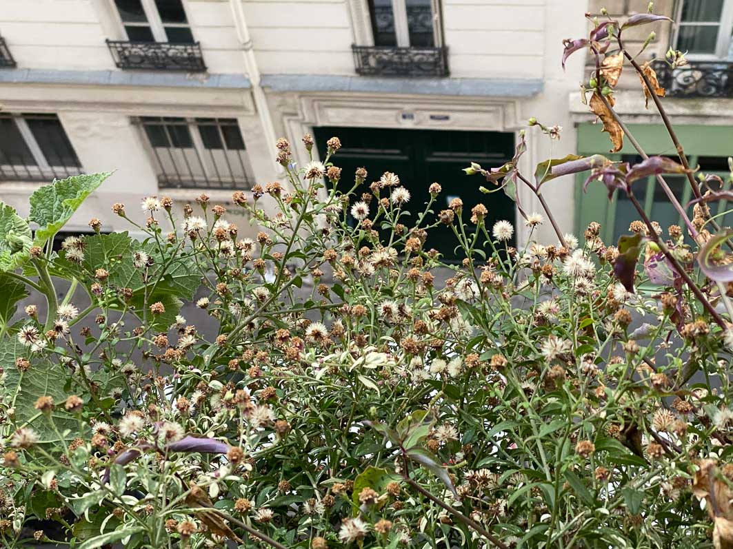 alaindelavie's tweet photo. Graines d’aster à profusion #balcon #balcon2020 #automne #automne2020
https://t.co/fUHkXgBD4q https://t.co/MFhw8u5X6R