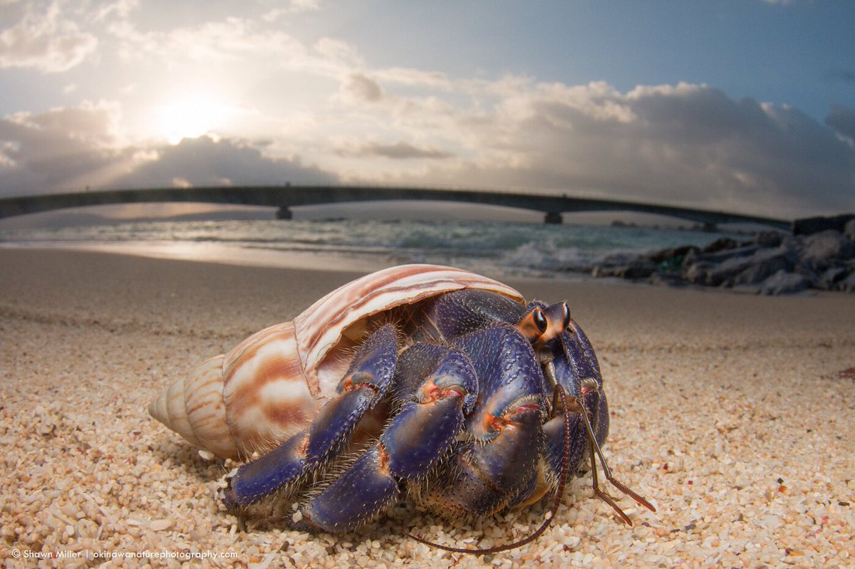 Switch4Nature's tweet photo. Blueberry hermit crab (Coenobita purpurseus) living in an ideal mobile home
Location: Kouri Island, Okinawa.
Okinawa coastal forest protection project by Shawn Miller
#conservationphotography #wildlifeconservation #millercrabproject #okinawa #mts4n #tokina #kenko #teamtokina https://t.co/cQdFeDO3Rb