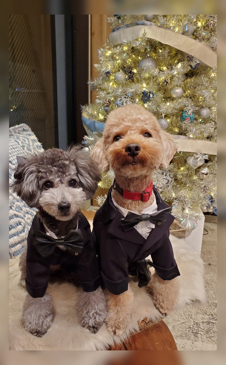 As Know As De Wan A Twitter モアナくん マノアちゃん 元気いっぱい兄妹がタキシードをゲットしたよー かっこよくきまってるねえ Snobbishbabies代官山 Asknowasdewan 犬服 タキシード トイプードル Toypoodle 可愛いと思ったらいいね クリスマス