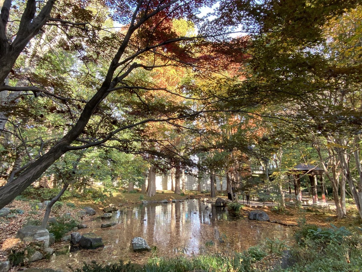 しながわ観光協会 東京 品川のおでかけ情報 على تويتر 紅葉だより 林試の森公園 モミジは色づき始め 見頃は12月となりそうです 河津桜とプラタナスは落葉が進んでいます 品川区内の紅葉スポット T Co 6ziq97iri6