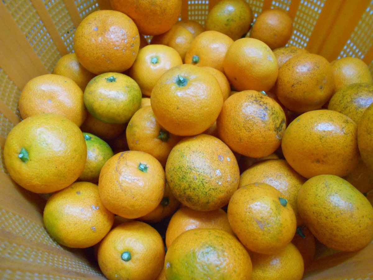 新堂夏海 萌一みかん公式 この 樹上選別 では キズ 病気やサイズ 大きすぎ 小さすぎ などの理由で商品化出来なさそうな みかんを予め取り除いておくことで 収穫作業及び出荷前の最終選別作業を少しでもラクにするために行っています 萌一みかん