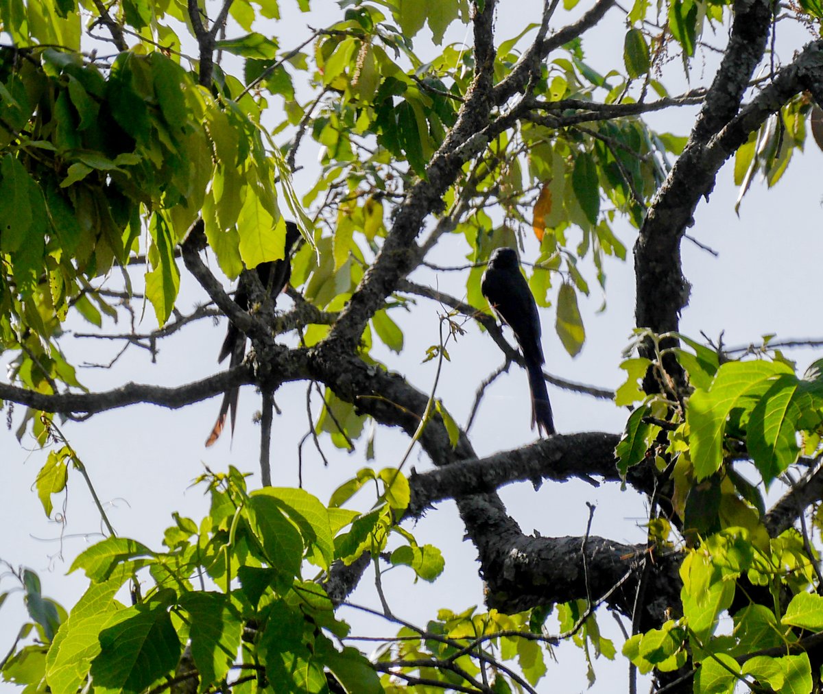 heart_podcast's tweet photo. #two2tango #drongox2 #birdsoflandour #IndiAves #podcast #nature #wildlife https://t.co/uurg7wBfoW