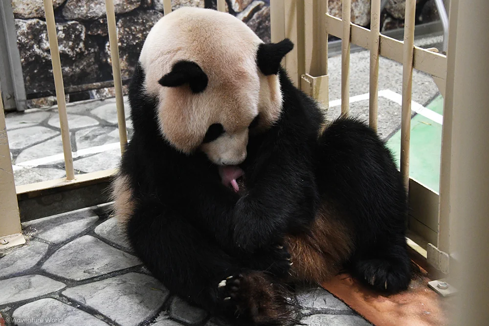 パンダの赤ちゃんが産まれました！可愛い