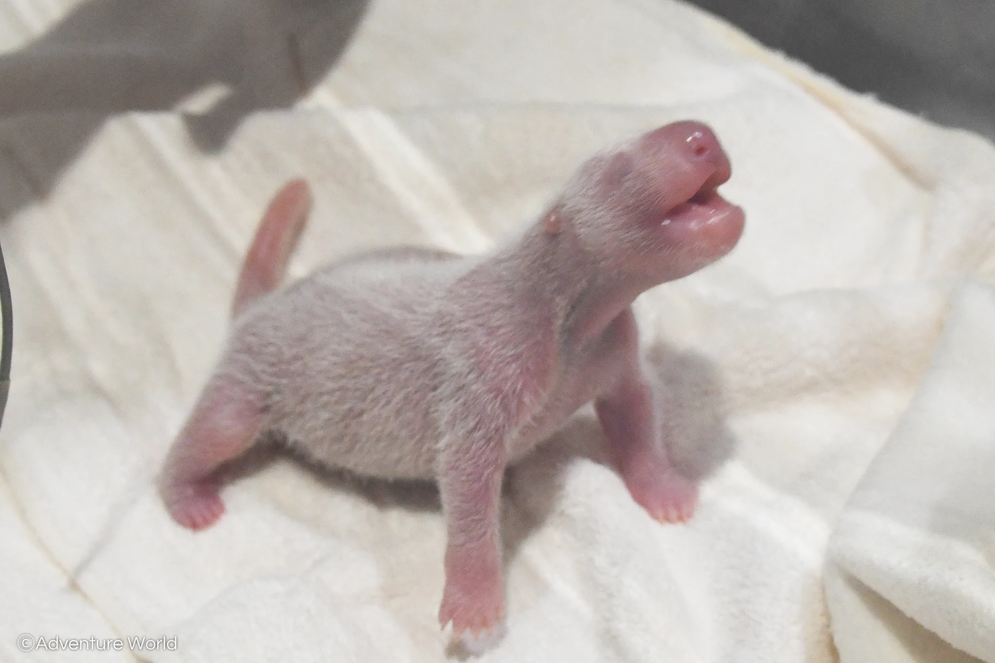 パンダの赤ちゃんが産まれました！可愛い