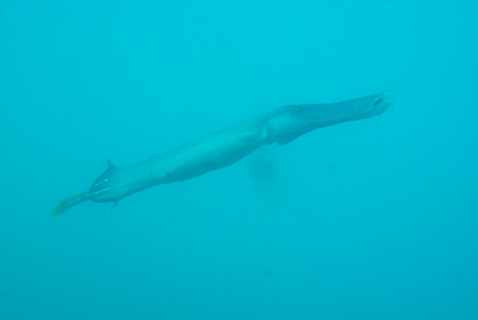 めｎち 高知は 足摺海底館 2度目の訪問 ロックマンの雑魚キャラみたいな形をした海中展望塔 やたら細長いデカ魚 がうろちょろしててびっくり なんたらヤガラかな ただ 隣にいた少年がこの魚を見る度に うんこ魔王のぷりぷりおケツだ と叫んでたの