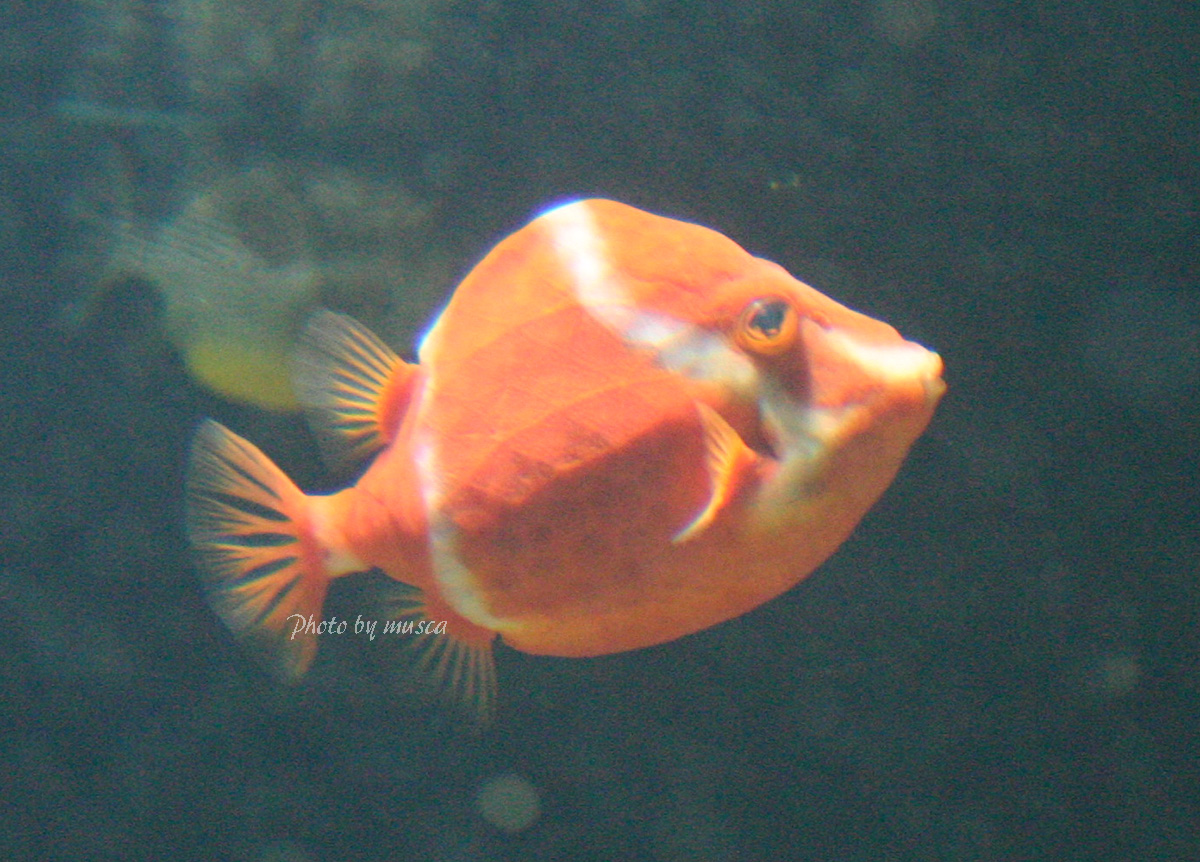 Musca いえもにあ 明日最終日です フグの仲間の羊毛ストラップはまだまだあります 今日はモデルの魚と並べて一部を紹介 ホースシューレザージャケット ホワイトバードボックスフィッシュ どちらもおちょぼ口が愛らしい魚です いえもにあ Wild