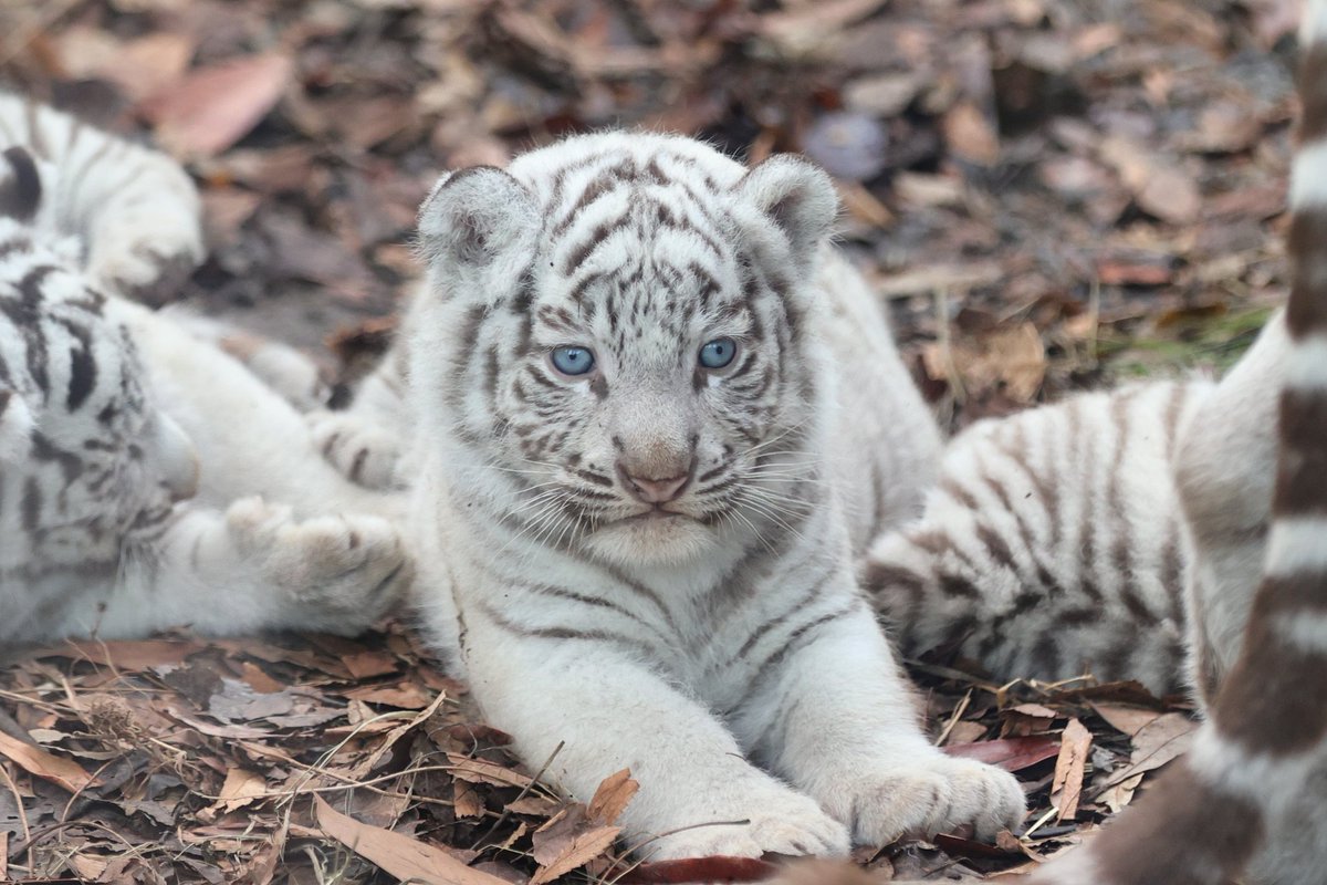 まめねこ まだ名前のない赤ちゃん３頭 顔の模様がわかる写真を載せておくので 個体識別にお役立てください 伊豆アニマルキングダム ホワイトタイガー