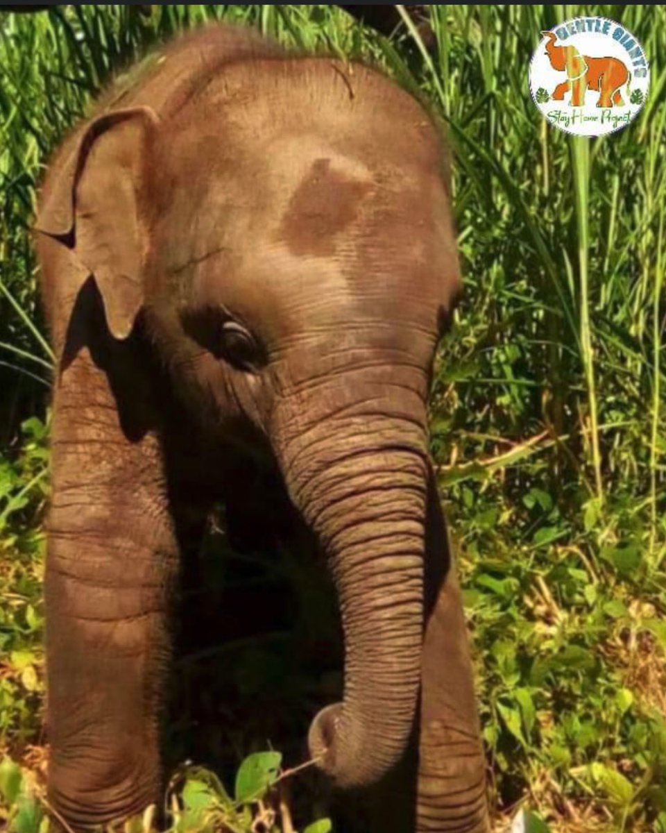 GentleNon's tweet photo. From Baby Mali ❤️
When you sponsor a #GentleGiant you put your hands around my heart
You wrap me in kindness and love
You provide hope and a future away from the brutal tourist industry
You heal my soul and l thank you 🙏 ❤️

#SundayGiving 
#RaysOfHope 

https://t.co/LYHDrWuRAN https://t.co/r8NsmGevDj