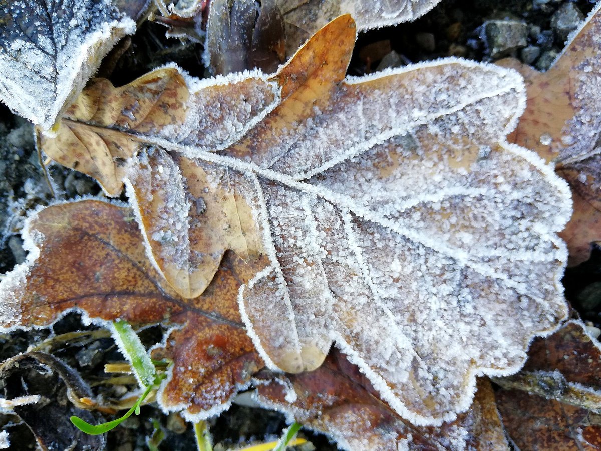 Winter is coming...❄️
Der erste Frost überzieht seit heute die Wälder &amp; Wiesen. Als hätte ein Maler seinen Pinsel in Kristalle getaucht. Die Natur zeichnet die schönsten Bilder.❤️

#winteriscoming #kaltezeit #winterzeit #kristalle #schneekristalle #herbstzeit #nature #beautiful