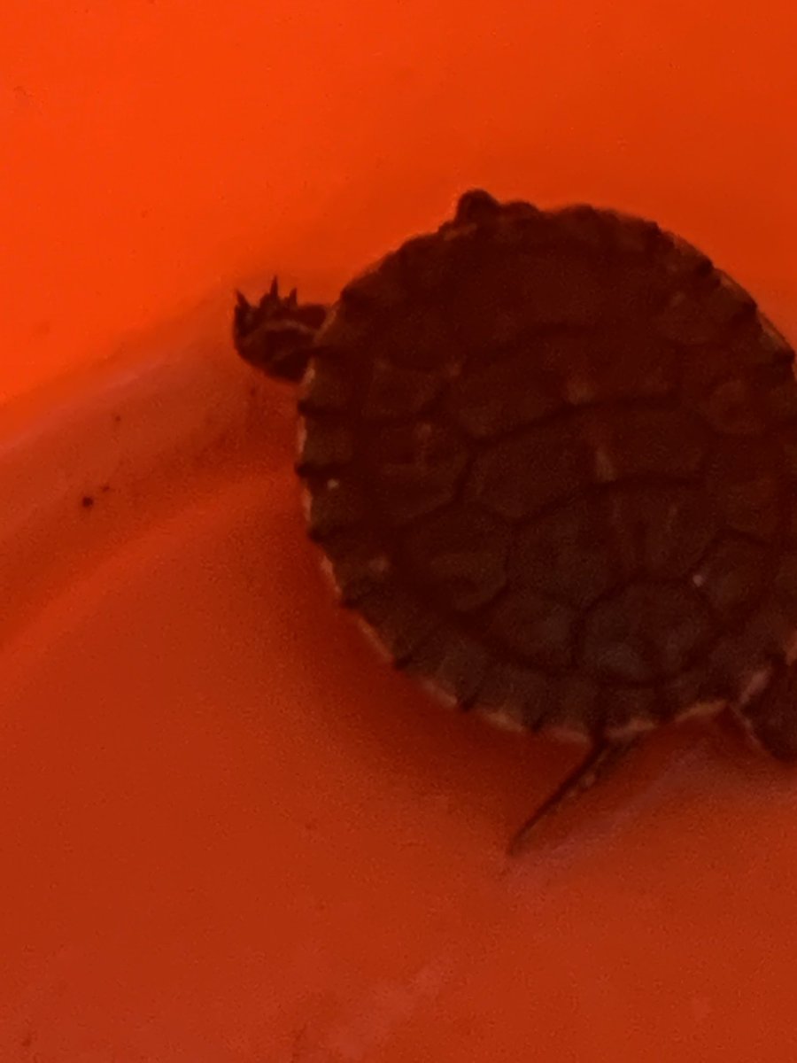 @clambuoyance Have the turtle pics :D very small turtle still a growing child