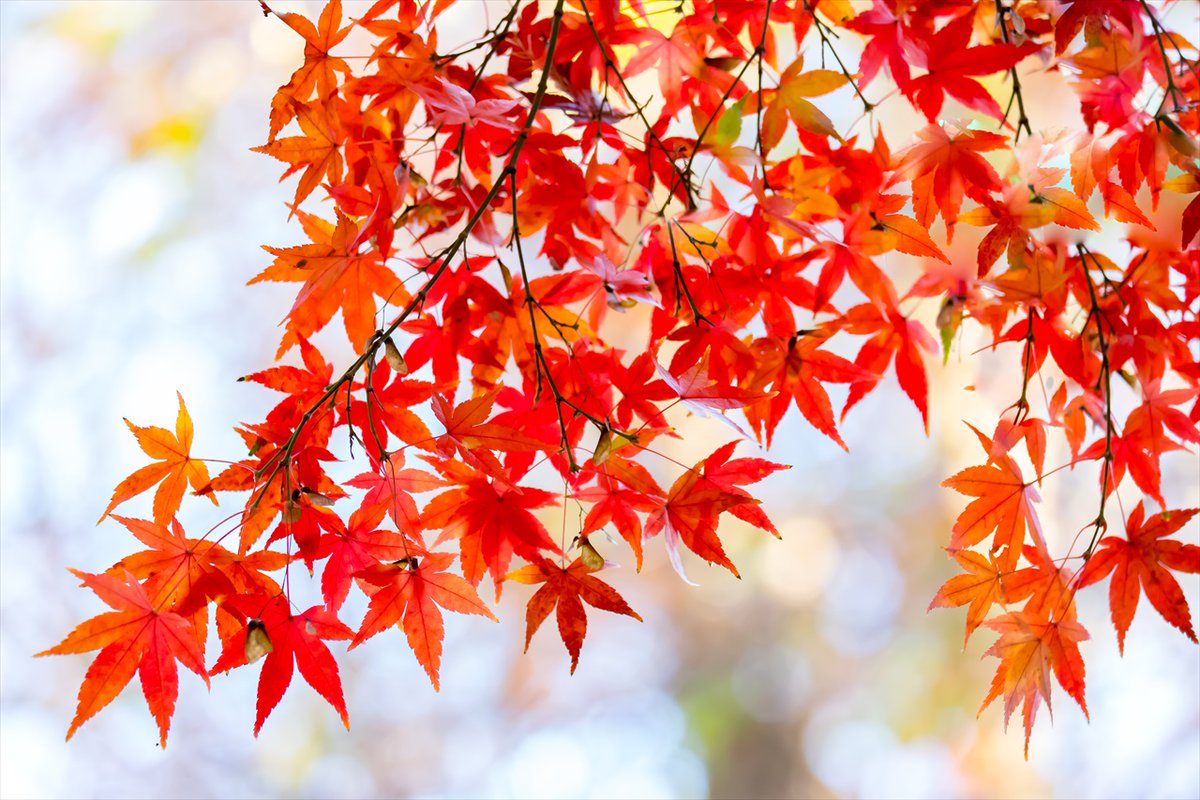 ta_yan tweet picture