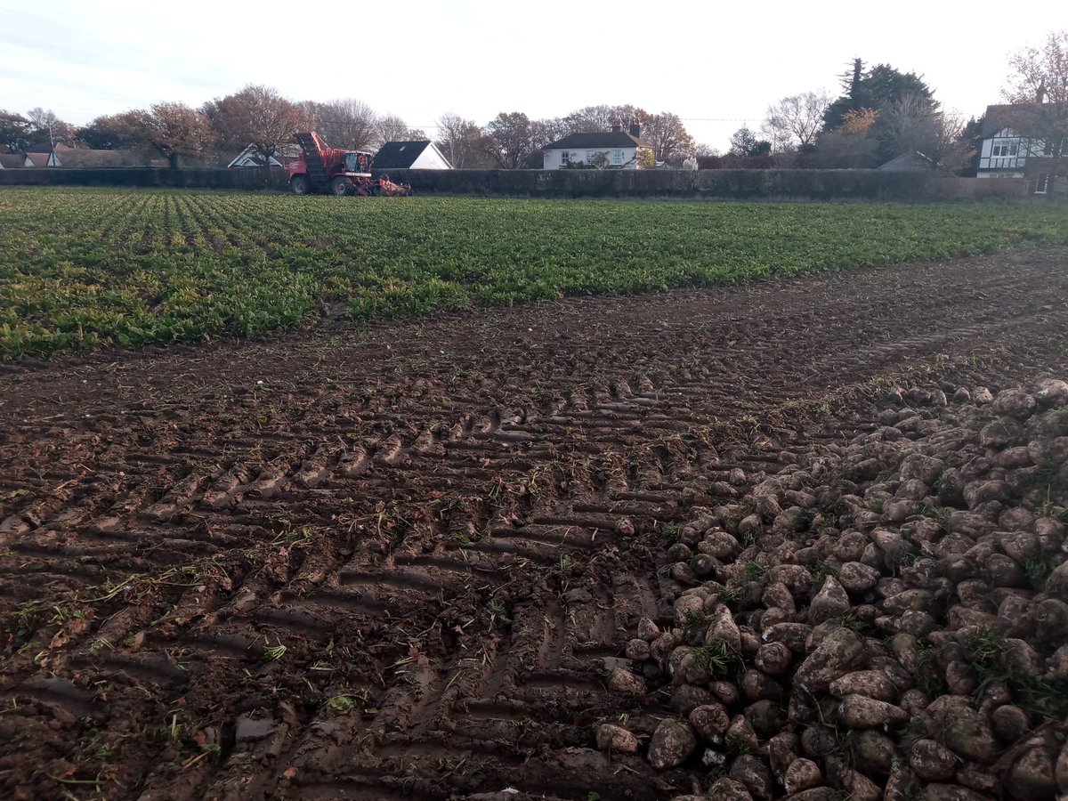 MNATSouthgate's tweet photo. Sugar beet going nicely at home today. Not going to break any yield records but with the forecast hopefully get some wheat in behind in nice conditions 🤞 @BritishSugar https://t.co/2dBxtNPR6g