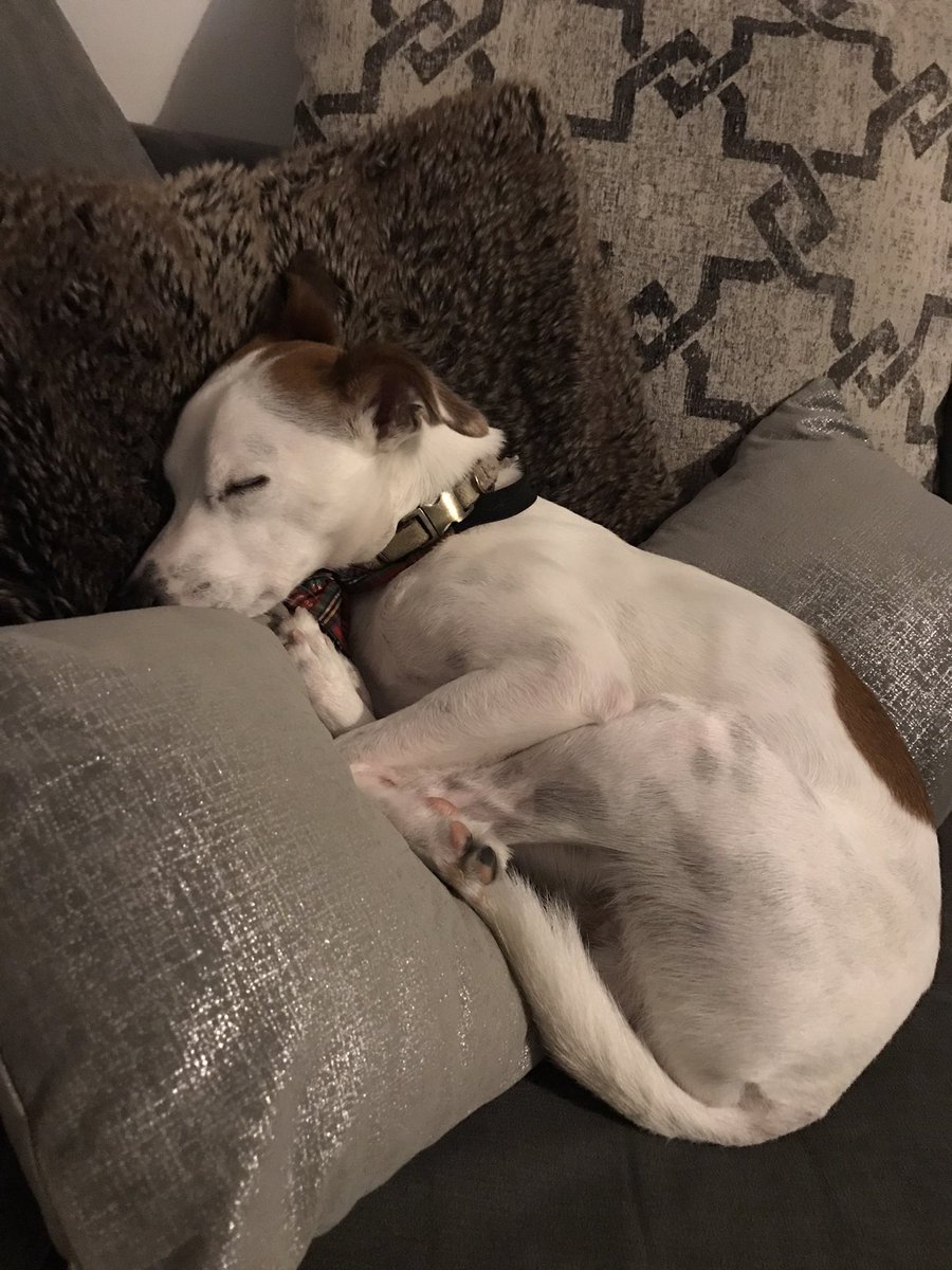 l4uhs's tweet photo. Max has such a hard life #sleepypup #madmax #sundaysspentright https://t.co/WkvAdp4Bx6