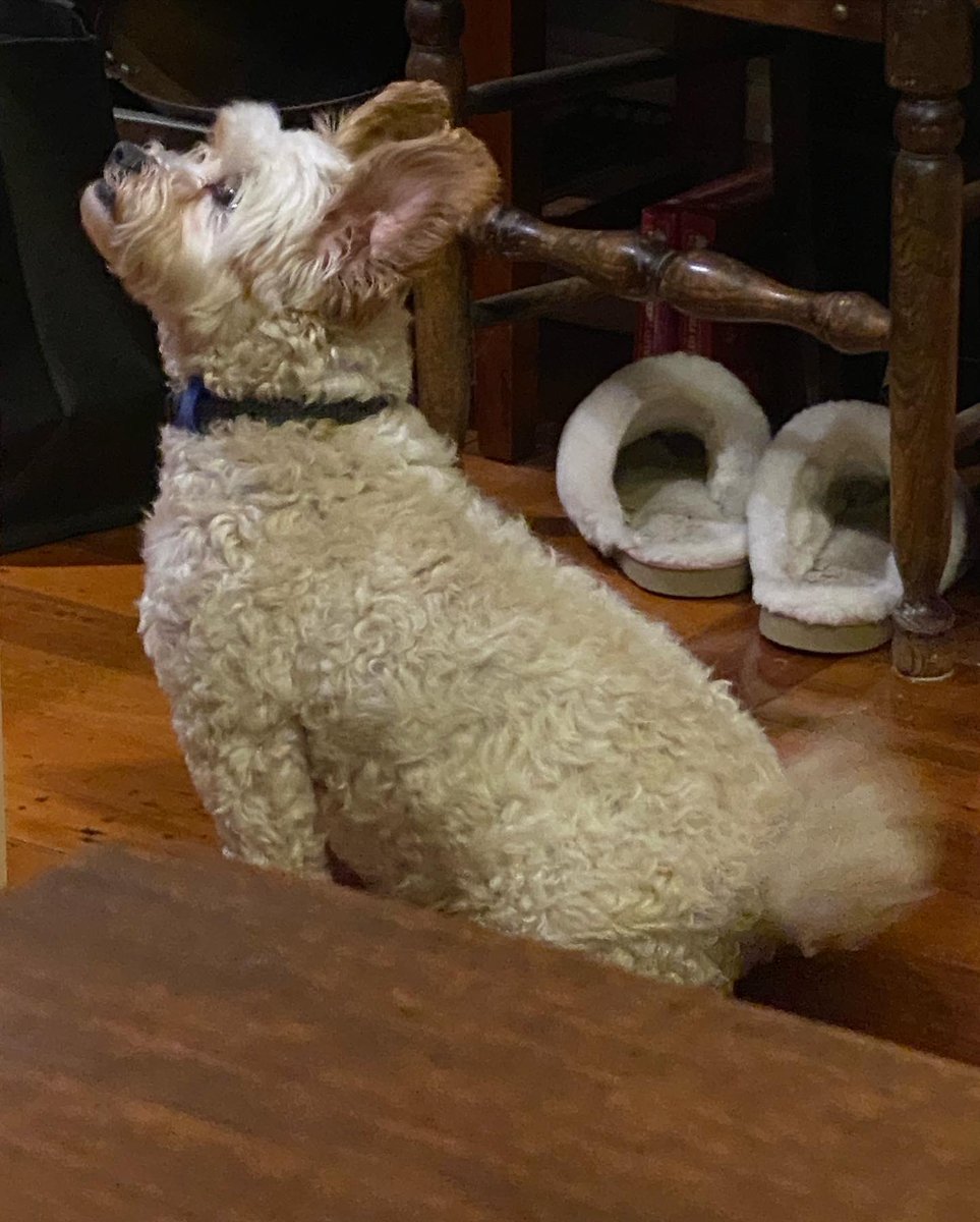 shelleymlloyd's tweet photo. Ears up for leftover roast chook. #boothedog https://t.co/FNBTV4bY5A