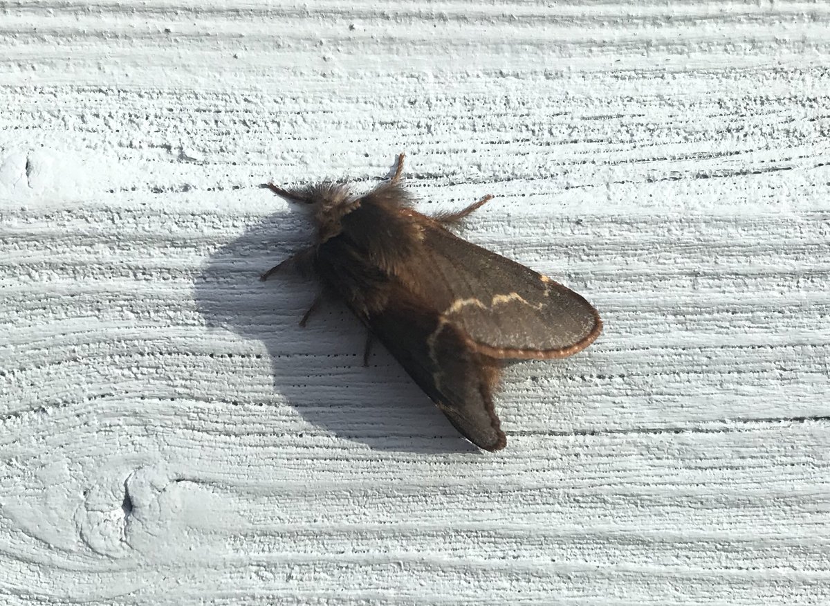 edward_parnell's tweet photo. A December Moth in my garden this morning, though actually the name is a bit confusing as they’re commoner in November. (And November Moths happen to be more numerous in October...) #teammoth #moths @norfolkmoths @BC_Norfolk @NorfolkWT https://t.co/9aa22NGrSE