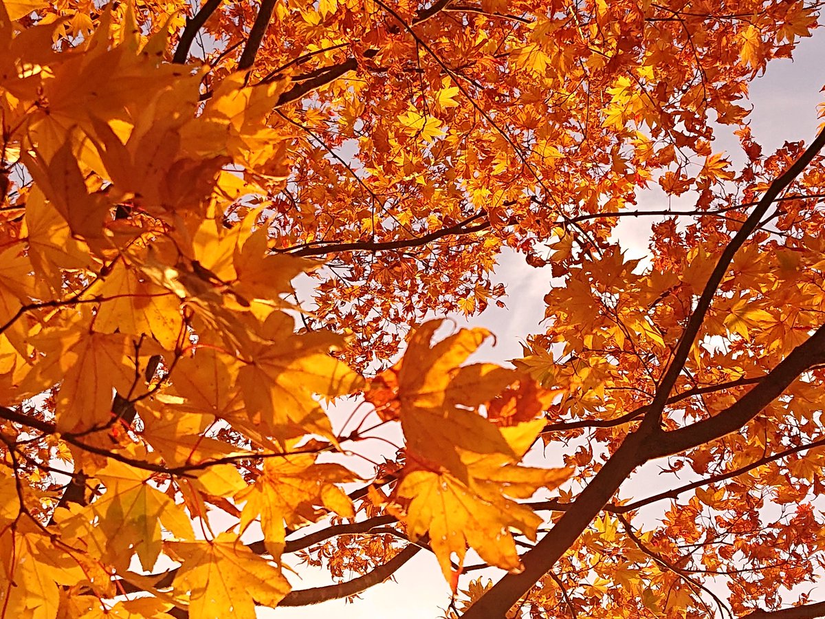 Razu 紅葉を堪能しに 真如堂 へ 秋色に包まれた境内は 素晴らしい ちょうど観経曼荼羅が 12月8日まで 一般公開されてますよ 京都 京都紅葉 イラスト イラスト好きな人と繋がりたい