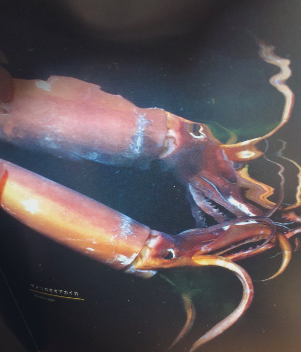 結城尚 昨日の深海生物を語っていきます 色んな色変わるんですね アメリカオオアカイカです この子は気性の激しいからか メキシコでは 赤い悪魔 と呼ばれる 名前の通り赤い体色だが 色を白っぽく変える事出来る 深海生物 深海 見たらいいね