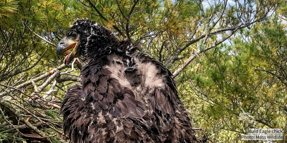 audubonsociety's tweet photo. With wingspans of 6 feet or more, Bald Eagles are Massachusetts’ largest nesting birds of prey. And this past summer, Cape Cod had its first eaglet in more than 115 years—a promising sign that concerted conservation efforts across the state have worked: https://t.co/70rjLIw58y https://t.co/LPjasTjXEz