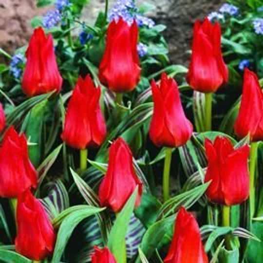 Adventu77409233's tweet photo. Just planted 100 dwarf tulip bulbsππΌI wonder how many will become squirrel snacks this year?π€ #lovetulips #springbulbs #squirrelsnacks https://t.co/lOmqdMufaK