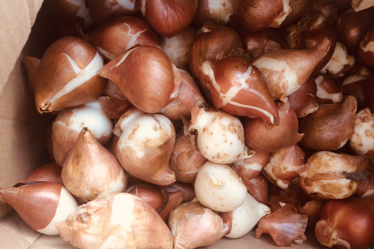 Adventu77409233's tweet photo. Just planted 100 dwarf tulip bulbsππΌI wonder how many will become squirrel snacks this year?π€ #lovetulips #springbulbs #squirrelsnacks https://t.co/lOmqdMufaK